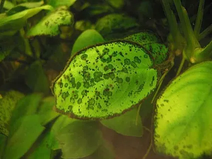Водорості в акваріумі, фото, види, боротьба з акваріумними водоростями