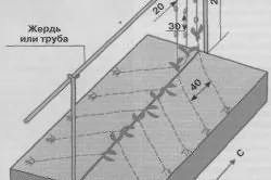 в'януть помідори