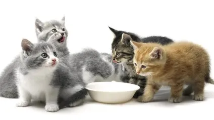 Все про котяче кормі Хіллс