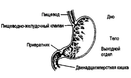 Хіміотерапія при раку шлунка принцип дії, користь і шкода (дії) Хіміотерапія при раку шлунка принцип дії, користь і шкода