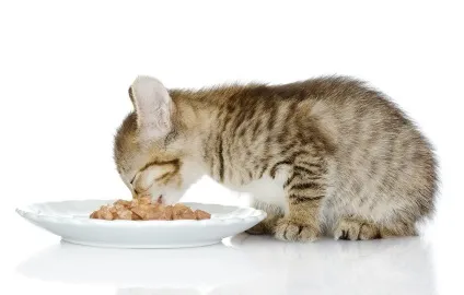 Все про котяче кормі Хіллс