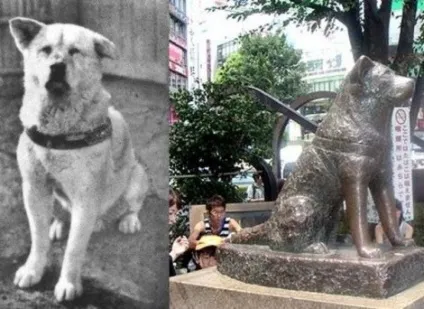 Хатіко і інші