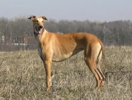 Хатіко і інші