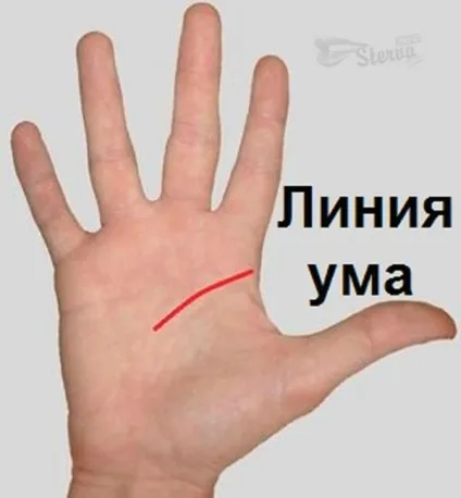 Хіромантія лінії на руках фото з розшифровкою, лінія життя (лінії) Хіромантія лінії на руках фото з розшифровкою, лінія життя