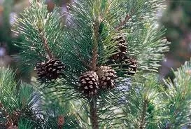 Хвойне масло, хвойниехвойние