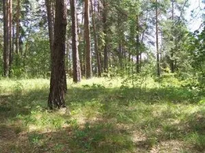 Яруси лісу, екологія, ліс і грунт