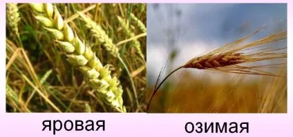 Яра пшениця сівши, особливості, відмінності від озимої (відмінності) Яра пшениця сівши, особливості, відмінності від озимої