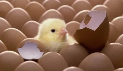 Яєчна продуктивність - своя ферма (порівняно першим роком) Яєчна продуктивність - своя ферма