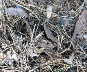 За якийсь час після дощів з'являються гриби (після) За якийсь час після дощів з'являються гриби