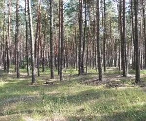 За якийсь час після дощів з'являються гриби (днів) За якийсь час після дощів з'являються гриби