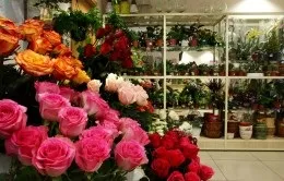 Грибний комарик методи боротьби