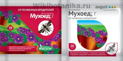 Грибний комарик - сциарід, як позбутися, фото (верхній шар грунту) Грибний комарик - сциарід, як позбутися, фото