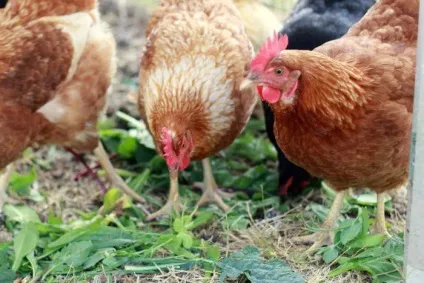 Глисти у курки симптоми, ознаки та особливості лікування (глисти) Глисти у курки симптоми, ознаки та особливості лікування