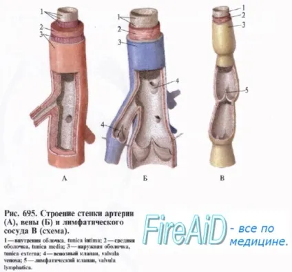 гормони судин