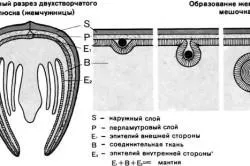 Як утворюється перли в природі і штучних водоймах