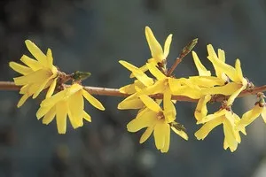 Як здійснюється посадка, догляд, обрізка і розмноження форзиції (фото сортів) (форзиції) Як здійснюється посадка, догляд, обрізка і розмноження форзиції (фото сортів)