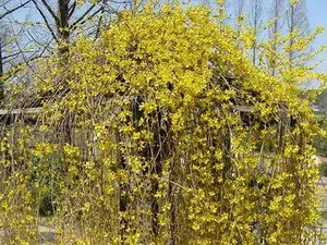 Як здійснюється посадка, догляд, обрізка і розмноження форзиції (фото сортів) (сортів) Як здійснюється посадка, догляд, обрізка і розмноження форзиції (фото сортів)