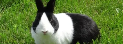 Як визначити породу кролів за зовнішнім виглядом (зовнішньому) Як визначити породу кролів за зовнішнім виглядом