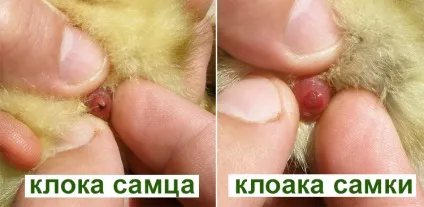 Як визначити стать гусей нескладна техніка визначення (визначення підлогу гусак) Як визначити стать гусей нескладна техніка визначення
