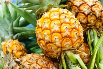 Як визначити стиглість фруктів секрети і поради (вибір продуктів) Як визначити стиглість фруктів секрети і поради
