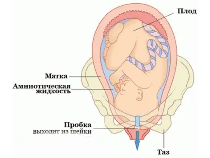 За скільки днів відбувається відходження пробки перед пологами (днів) За скільки днів відбувається відходження пробки перед пологами