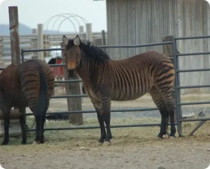 Зеброїди - хто це сайт про коней (англійських слів «zebra») Зеброїди - хто це сайт про коней