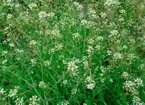 Злакові бур'яни фото і назва (бур'яни) Злакові бур'яни фото і назва
