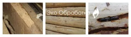 Жук точильщик в будинку як позбутися без наслідків (точильщик) Жук точильщик в будинку як позбутися без наслідків