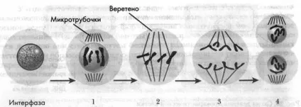 Життєвий цикл клітини - студопедія