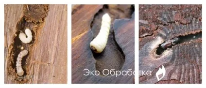 Жук точильщик в будинку як позбутися без наслідків (будинку) Жук точильщик в будинку як позбутися без наслідків