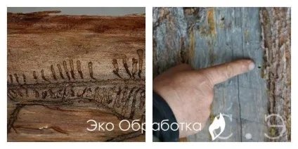 Жук точильщик в будинку як позбутися без наслідків (позбутися) Жук точильщик в будинку як позбутися без наслідків
