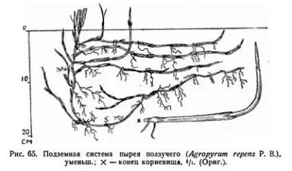 Злакові бур'яни фото і назва (фото) Злакові бур'яни фото і назва