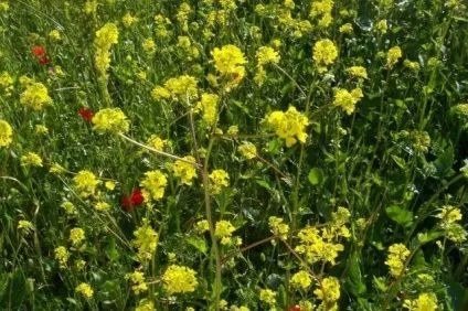 Злакові бур'яни фото і назва (фото) Злакові бур'яни фото і назва