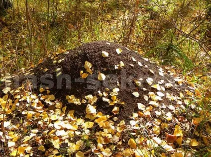 Житло птахів і комах юний натураліст на фотополюванні