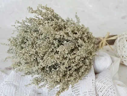 Який запах відлякує мишей (запах відлякує мишей) Який запах відлякує мишей