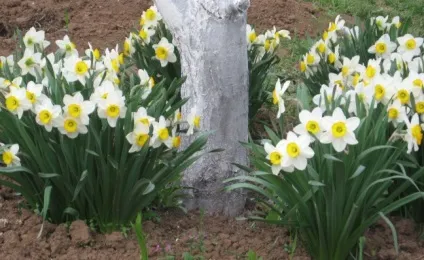 Який запах відлякує мишей (запах відлякує мишей) Який запах відлякує мишей