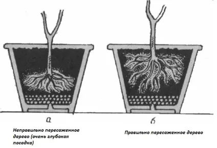 Як пересадити домашній лимон відео (однієї частини піску перегною) Як пересадити домашній лимон відео