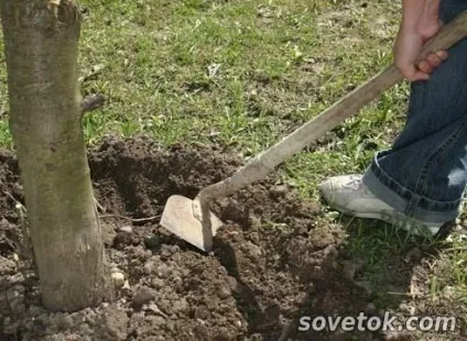 Як оживити стару яблуню, sovetok (догляд) Як оживити стару яблуню, sovetok