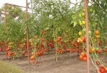 Як підв'язувати помідори в теплиці правильно з полікарбонату, відео з томатами, спосіб без кілків (підв'язувати) Як підв'язувати помідори в теплиці правильно з полікарбонату, відео з томатами, спосіб без кілків