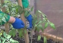 Як підв'язувати помідори в теплиці правильно з полікарбонату, відео з томатами, спосіб без кілків (помідори) Як підв'язувати помідори в теплиці правильно з полікарбонату, відео з томатами, спосіб без кілків