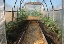 Як підв'язувати помідори в теплиці правильно з полікарбонату, відео з томатами, спосіб без кілків (як підв'язувати помідори в теплиці) Як підв'язувати помідори в теплиці правильно з полікарбонату, відео з томатами, спосіб без кілків
