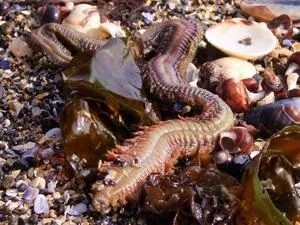 Як спіймати камбалу