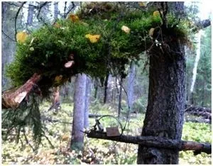 Як правильно ставити капкан на куницю - виживання в дикій природі і екстремальних ситуаціях (куниця) Як правильно ставити капкан на куницю - виживання в дикій природі і екстремальних ситуаціях