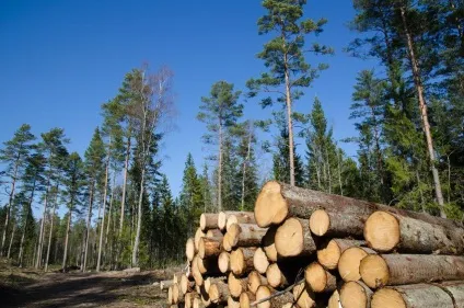 Як правильно сушити пиломатеріали (як сушити дошки) Як правильно сушити пиломатеріали