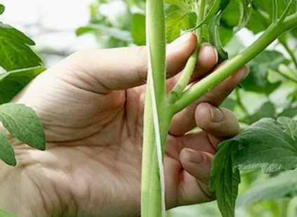 Як правильно пасинкувати огірки