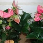 12 Кращих видів антуріума білий, рожевий, фіолетовий, андре, Шерцера (видів) 12 Кращих видів антуріума білий, рожевий, фіолетовий, андре, Шерцера