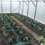 19 Видів систем крапельного поливу в Кулішівці, купити систему крапельного поливу за цінами 2017 роки (крапельного) 19 Видів систем крапельного поливу в Кулішівці, купити систему крапельного поливу за цінами 2017 року