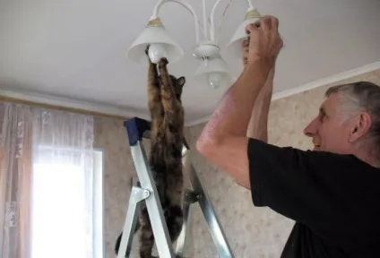 18 потішних котів, які своєю дивною поведінкою шокують оточуючих (які) 18 потішних котів, які своєю дивною поведінкою шокують оточуючих