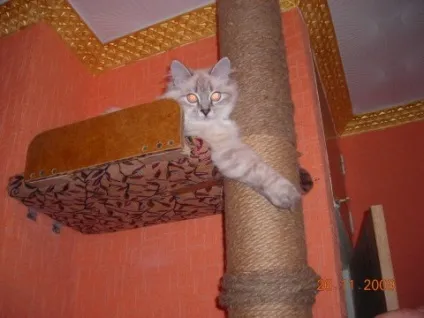 Як привчити кота точити кігті в одному місці, рудий кіт (кігті) Як привчити кота точити кігті в одному місці, рудий кіт