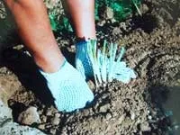 Агротехніка вирощування сибірських ірисів (ірисів) Агротехніка вирощування сибірських ірисів